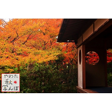 紅葉と善法律寺の写真